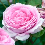 Гита Ренессанс_0x160 Любимый сад